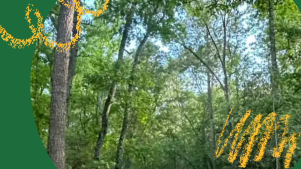 A vibrant green forest in Horse Creek Valley